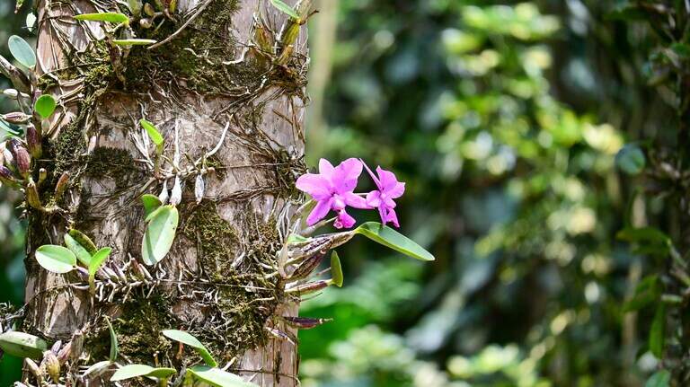 Forest creature — with ‘coppery’ arms — is new species in China orchid reserve