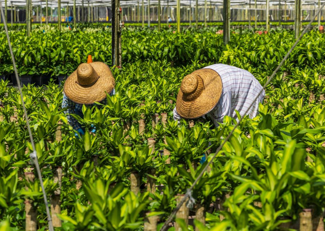 Farm workers Blanca Martinez (right) and Maria Ramos, both from El Salvador, work on a field of mascane and pothos plants on Friday, June 28, 2024.