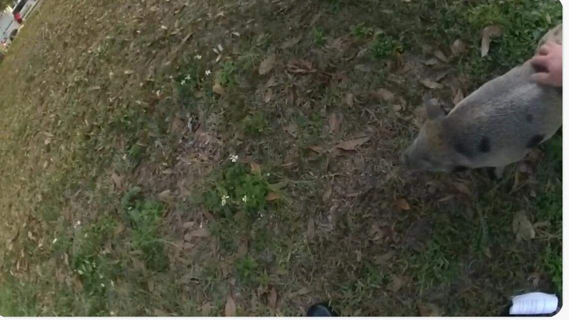 A pig escaped in a Tampa residential neighborhood, according to the Hillsborough County Sheriff’s Office