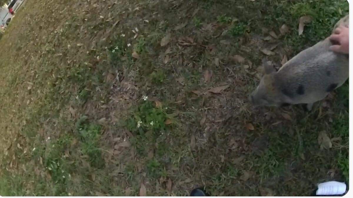 A pig escaped in a Tampa residential neighborhood, according to the Hillsborough County Sheriff’s Office