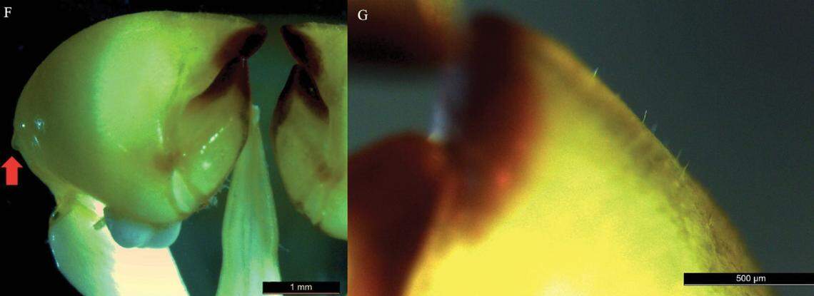 The spider’s claws are covered in small bristles.