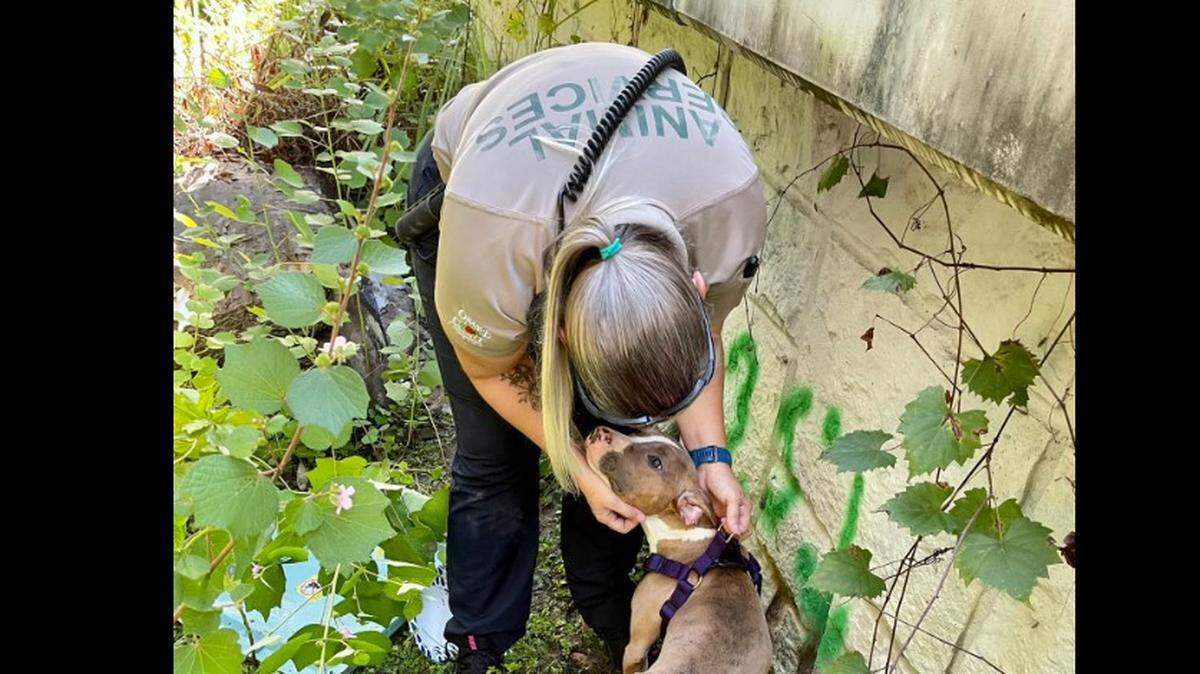 A dog was rescued after being thrown in a bag over a bridge in Central Florida