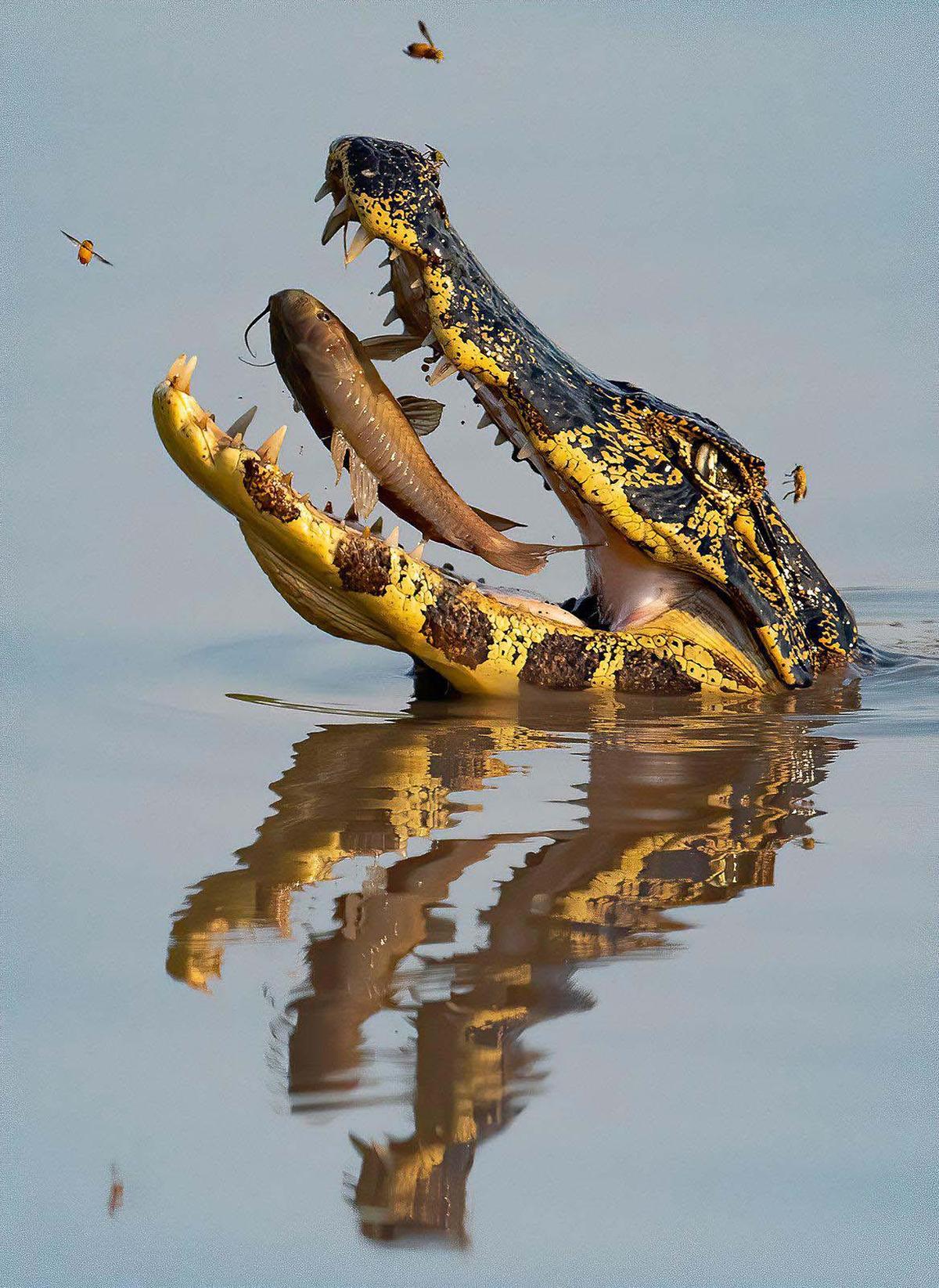It took perfect timing to catch this Pantanal caiman in Brazil gulping a fish.