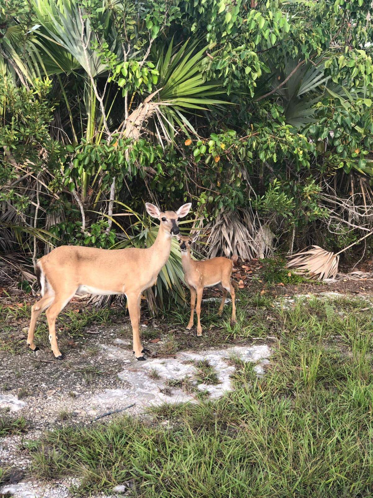 Endangered Key deer like this doe and fawn are found in South Florida.