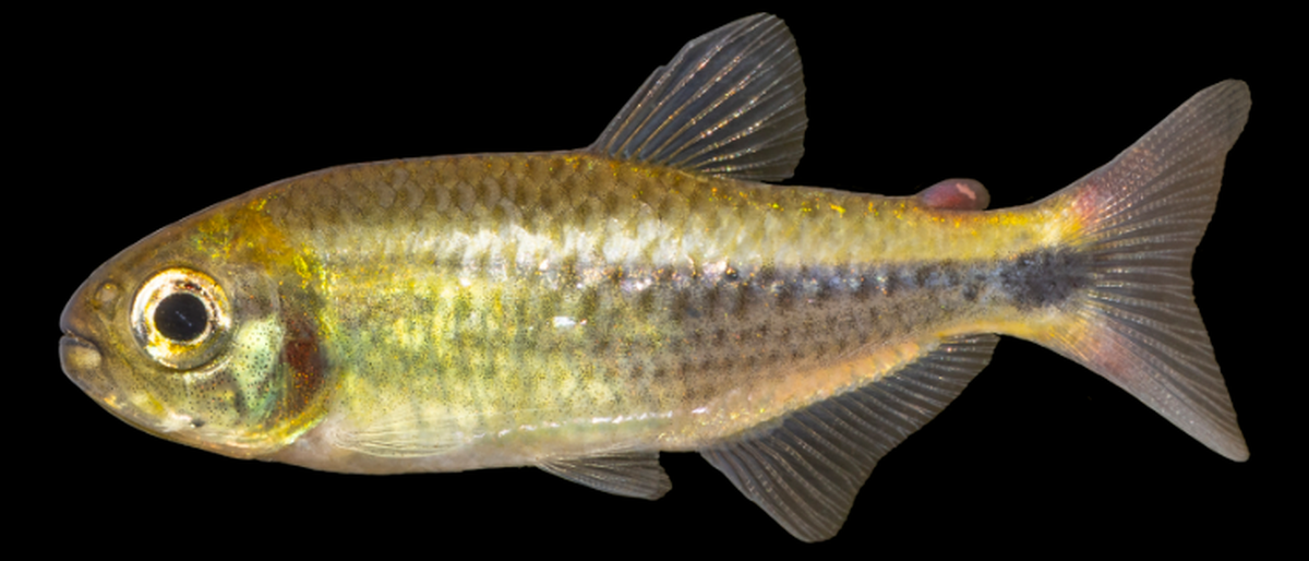 The fish was named for its “sunny” golden color.