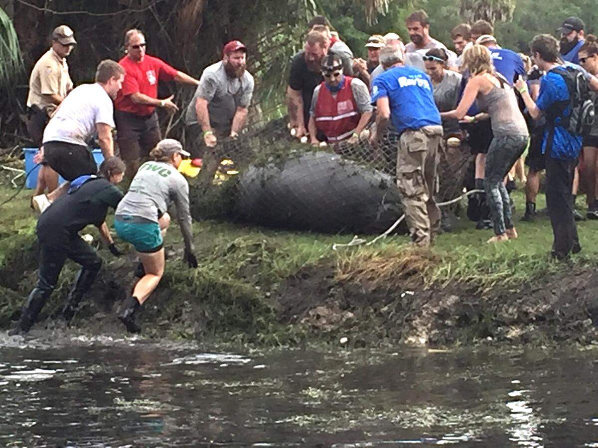 FWC biologists and volunteers rescue manatees stranded in a golf course pond after Hurricane Hermine in September 2016.