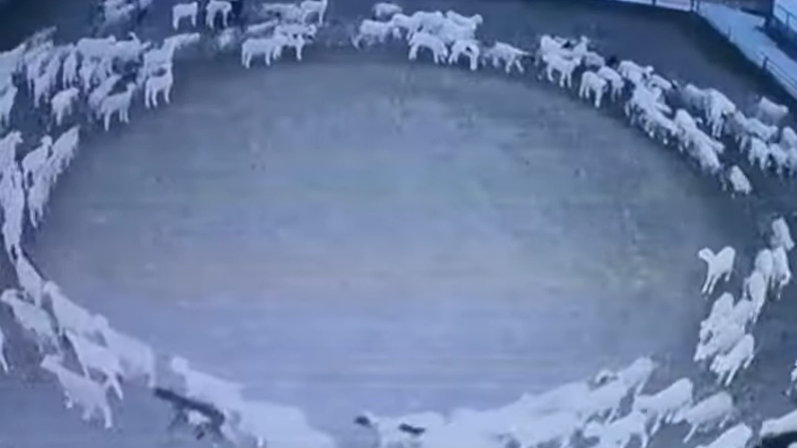 A video from inner Mongolia showed hundreds of sheep walking in circles for days on end. Why? No one knows, but the mystery drew attention.