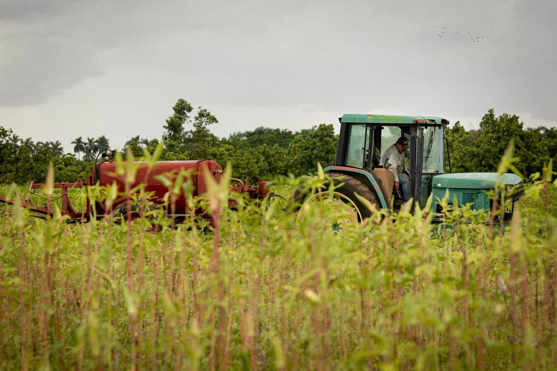 A man tends to crops on Monday, Aug. 21, 2023, along Roberts Drive in Homestead, Fla. SB 1718 is a new law imposing a series of immigration related restrictions that could affect the migrant workers that certain farms and nurseries employ.