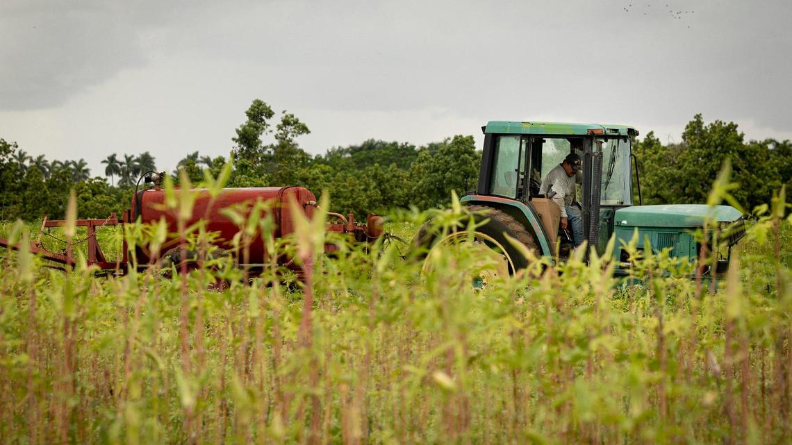 A man tends to crops on Monday, Aug. 21, 2023, along Roberts Drive in Homestead. A new Florida law imposing a series of immigration-related restrictions could affect the migrant workers that some farms and nurseries employ.