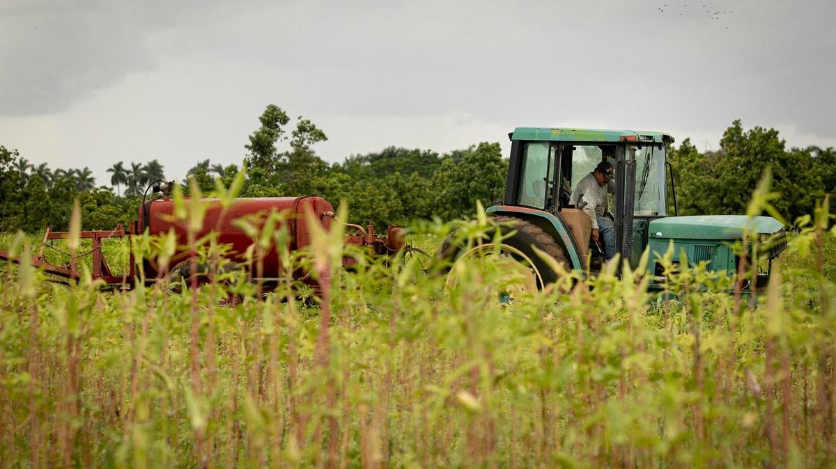 A man tends to crops on Monday, Aug. 21, 2023, along Roberts Drive in Homestead, Fla. SB 1718 is a new law imposing a series of immigration related restrictions that could affect the migrant workers that certain farms and nurseries employ.