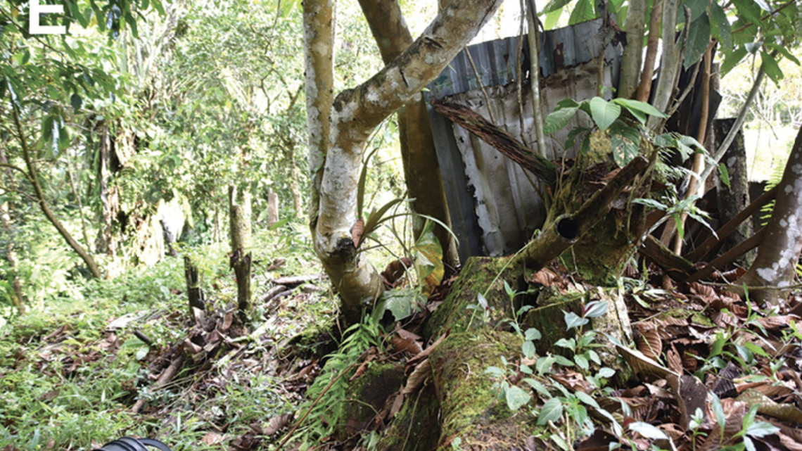 A poisonous creature was found calling from garbage-filled pockets of forest in Colombia.