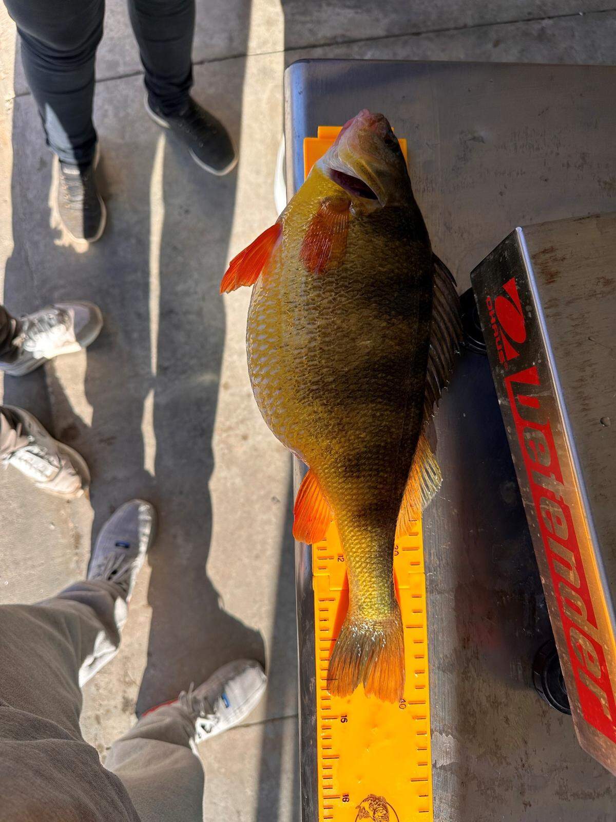 The angler got “really excited” when he realized it was a yellow perch, according to the department.
