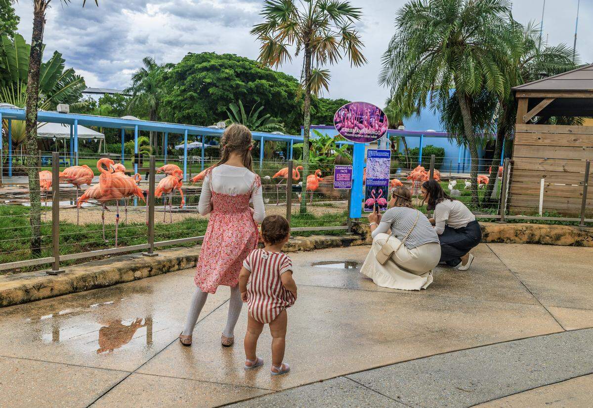 Visitors take look and take pictures of Caribbean Flamingos at the Miami Seaquarium, in Virginia Key, that will be closing on Sunday October 12, after 70 years in business, almost a year after the seaquarium filed for bankruptcy and is planning to sell the lease on its public waterfront property for $22.5 million to developer David Martin and a subsidiary of his development company, Terra, on Friday October, 10 2025.