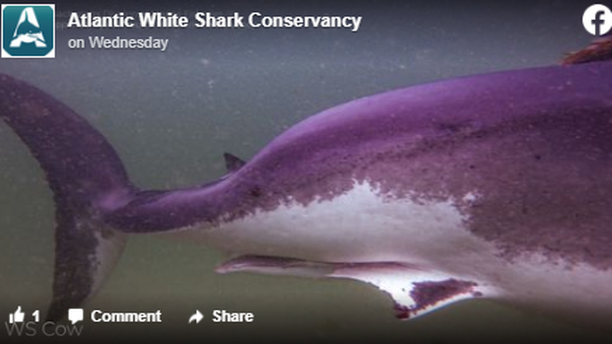An 11-foot shark being tracked off the East Coast is getting attention on social media for its figure, which appears to be on the pudgy side.