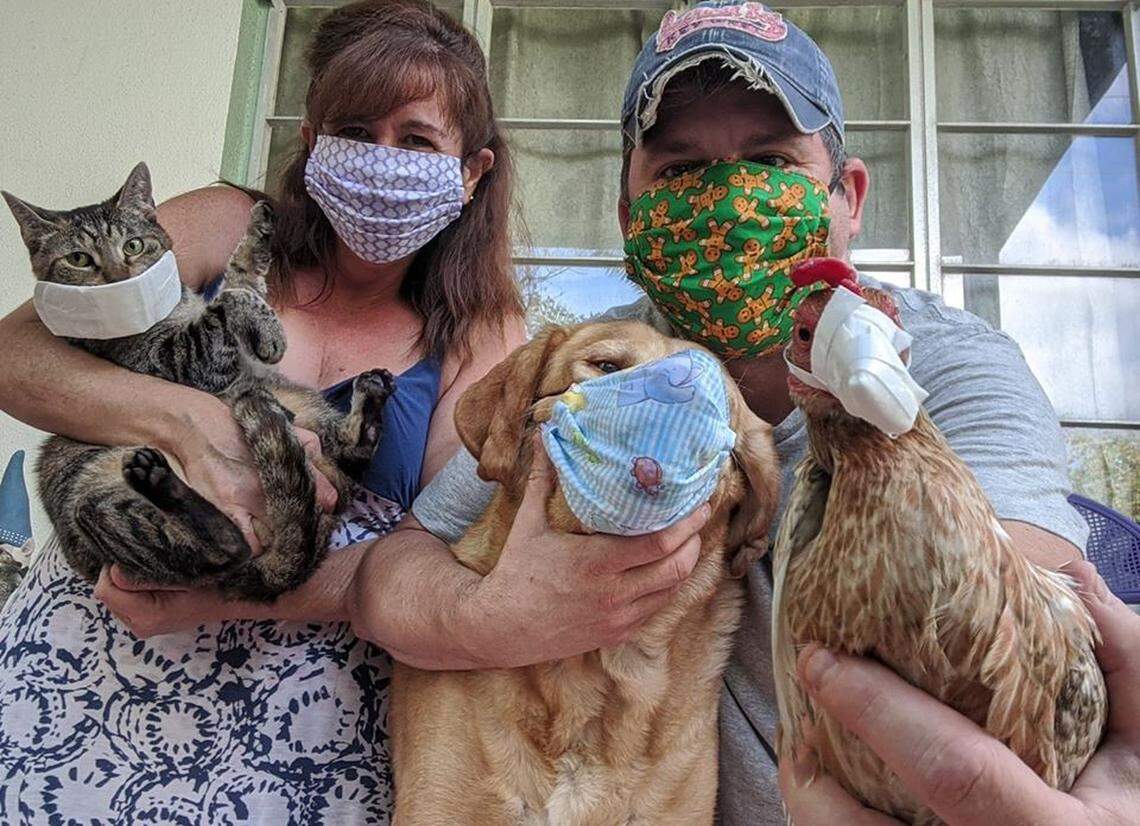 Dina DiMartino and her fiance Michael Seth Young, got protective face masks for the whole family from Donavan Pavlicek. Lindy the cat, Foster the dog and Taco the chicken each have their own variation of mask.