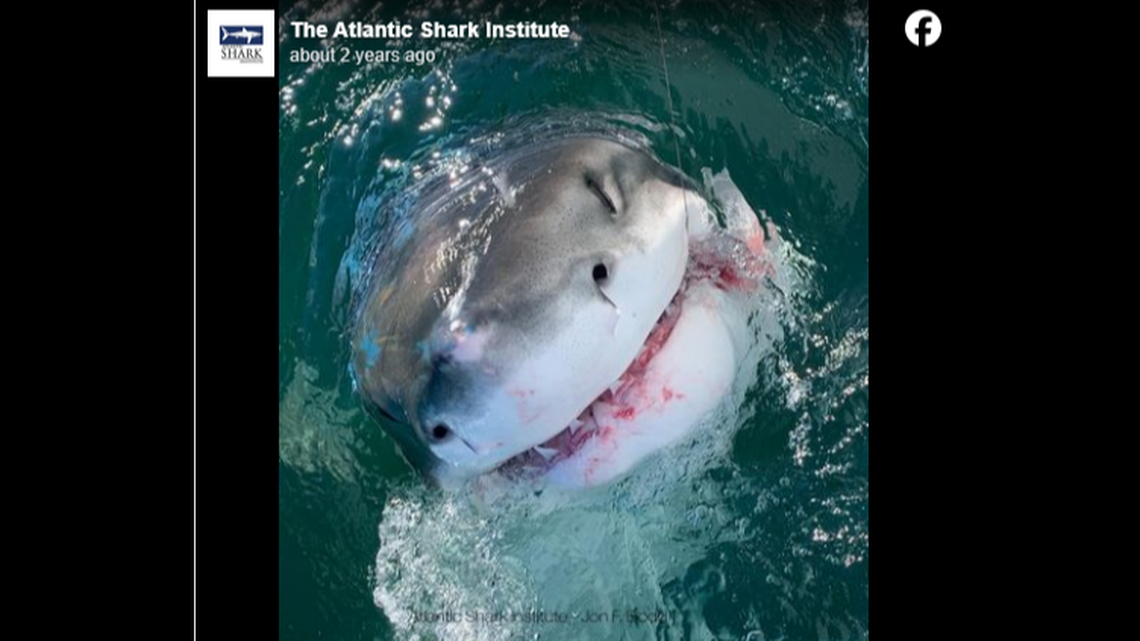 White sharks are opportunistic feeders and will attack and eat another shark, experts say. This is not the shark that bit the young shark off Rhode Island.