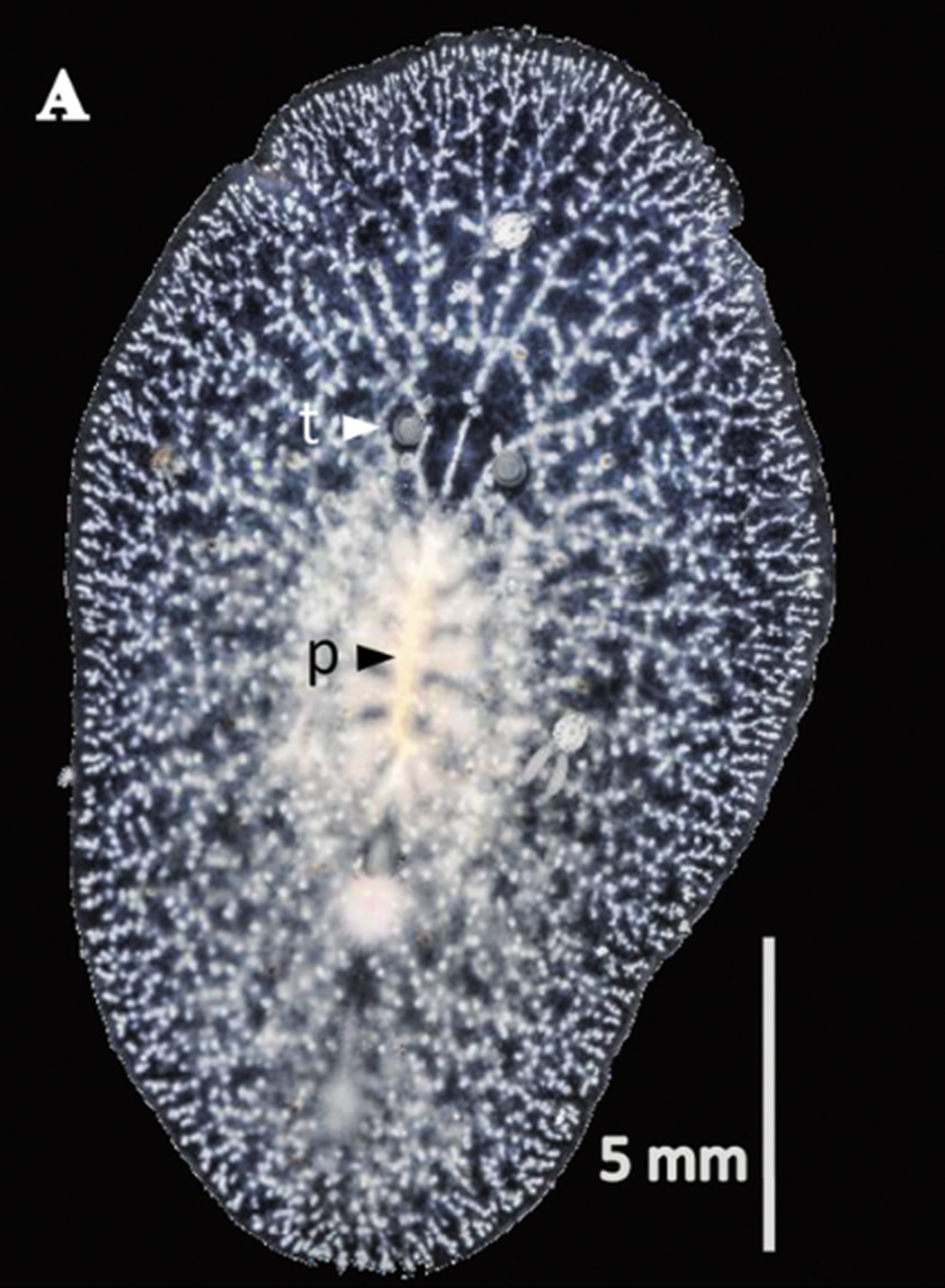 E. hartei has a line of white dots going around the edge of its body, researchers said.