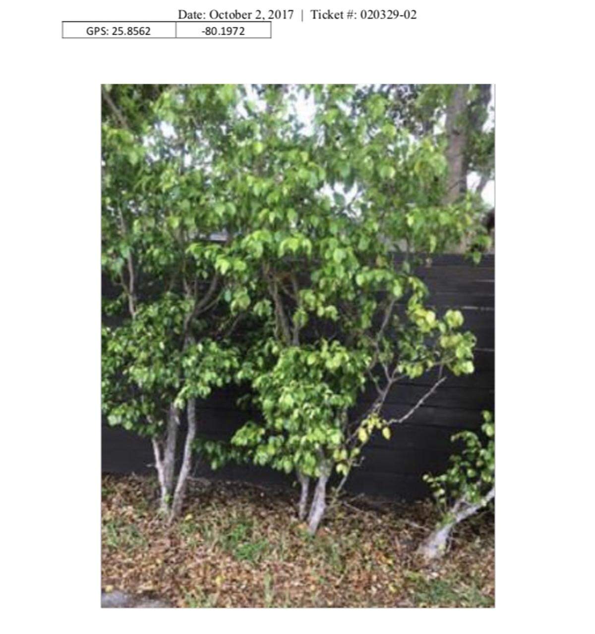 A photograph submitted to FEMA from El Portal. This image appears to show a small shrub that may not pose an immediate threat to public safety, as FEMA requires for reimbursement.