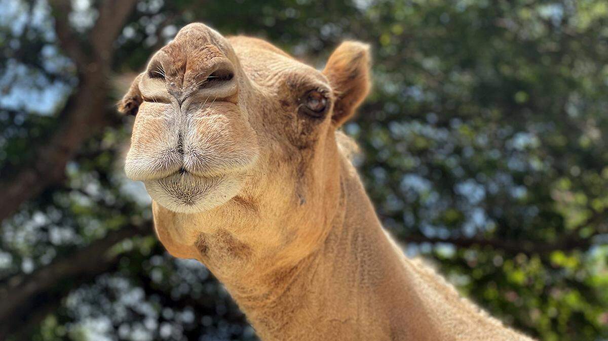Fluffy the camel at Zoo Miami.