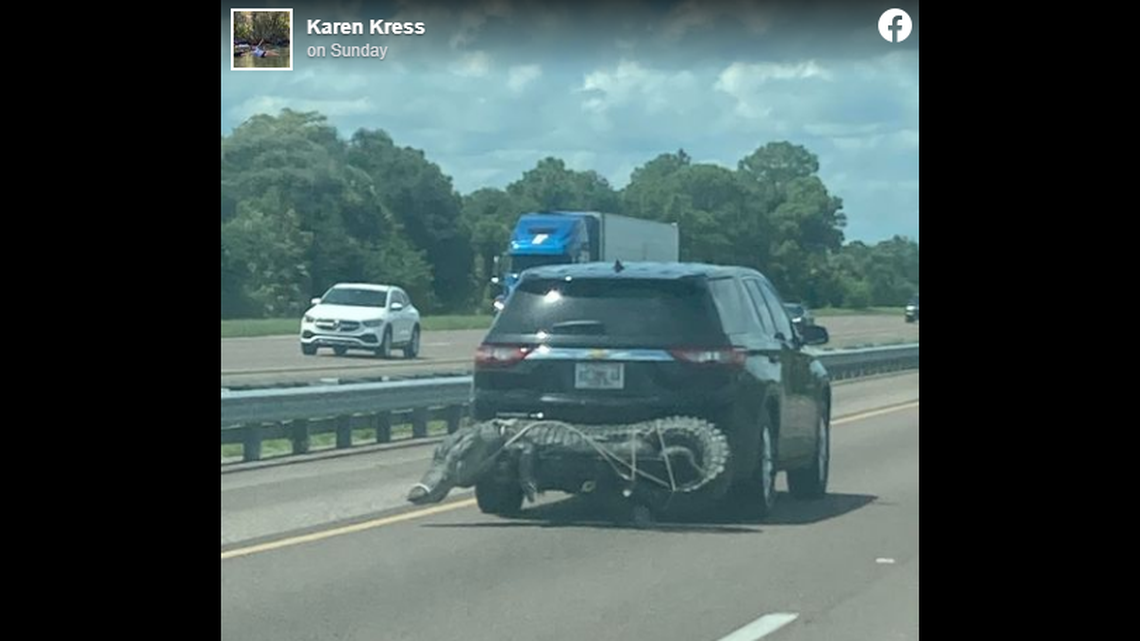 Karen Kress reports she took this photo on Interstate 95 in Florida on Sunday, Sept. 4. It’s alligator hunting season in the state.