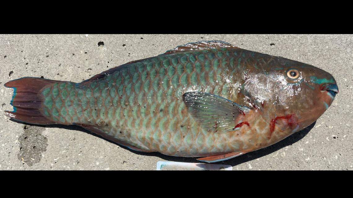 A dead parrotfish is displayed on the ground at Long Key Bridge Monday, May 26, 2025.