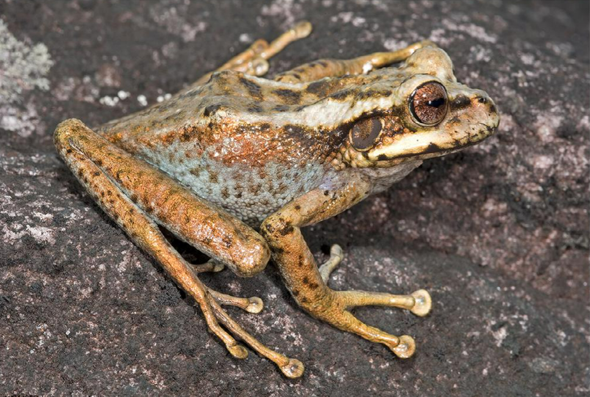 Another Stefania lathropae frog with a golden brown color.