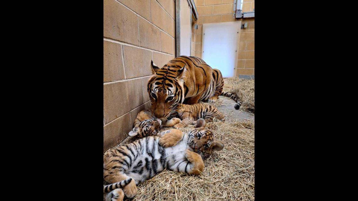 The triplets spent four months playing with each other and their mom before they were ready to join the habitat, the zoo said.