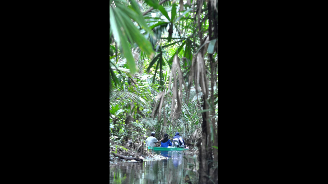The new species of vampire crab was found in a freshwater swamp forest in Thailand, researchers said.