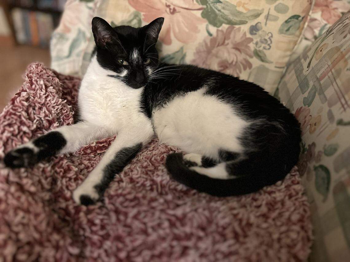 Does Florida’s new 2026 law concerning pet insurance have enough teeth to protect the consumer? This cat looks skeptical. 