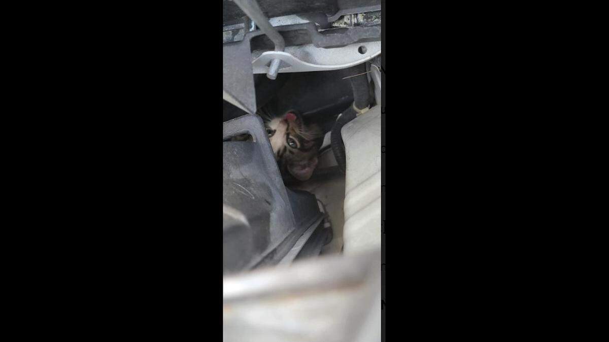 Cat with a problem/Hernando County Sheriff’s Office