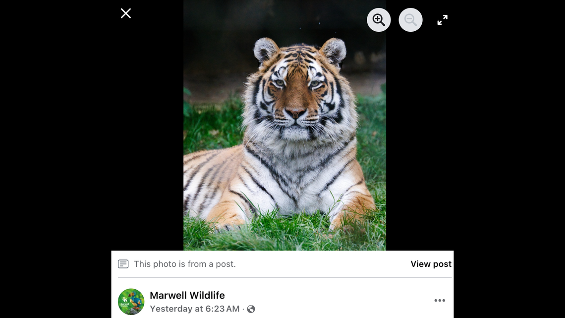 An 8-year-old rare tiger was killed in an introduction with a male tiger at a zoo in England, officials said.