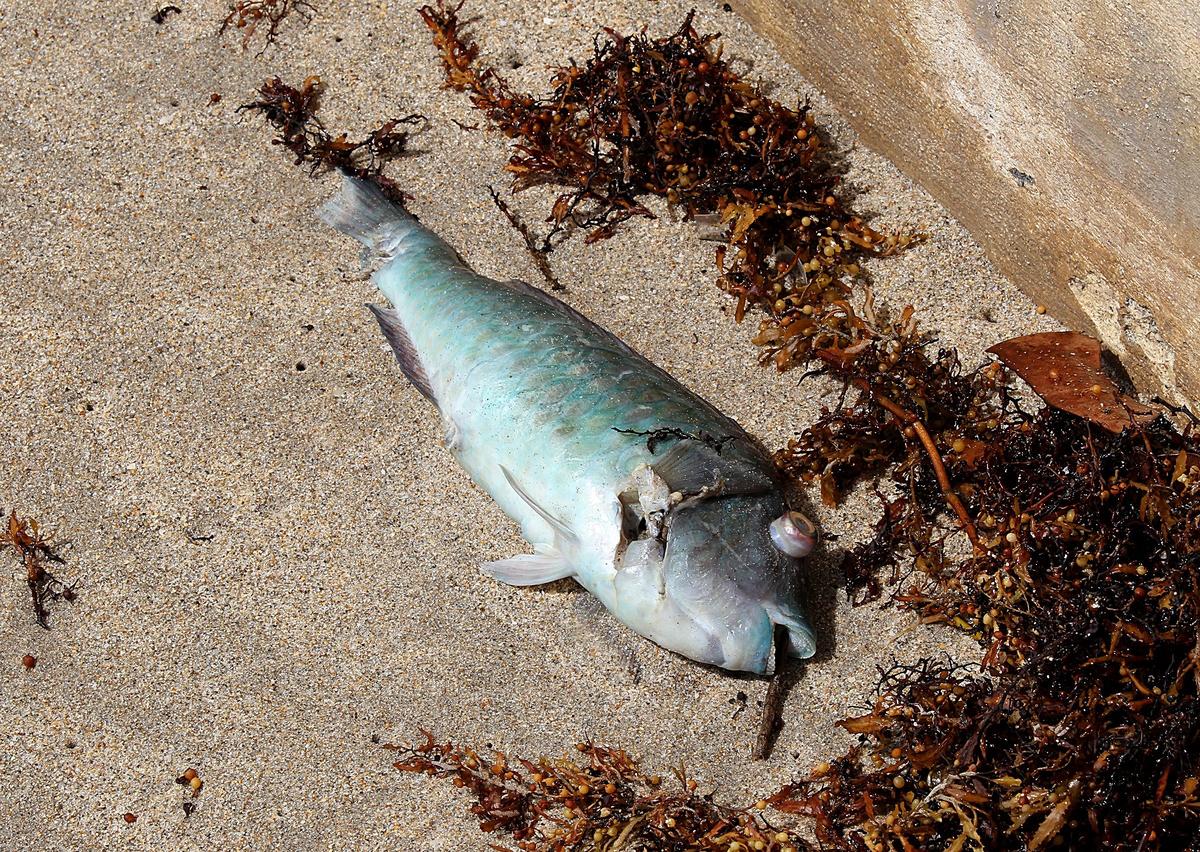 A dead fish along Ocean Inlet Beach at Ocean Ridge, one of the Palm Beach County beaches closed by red tide on Thursday. The tide also has been detected in Miami-Dade, St. Lucie and Martin counties. Broward is testings it waters.