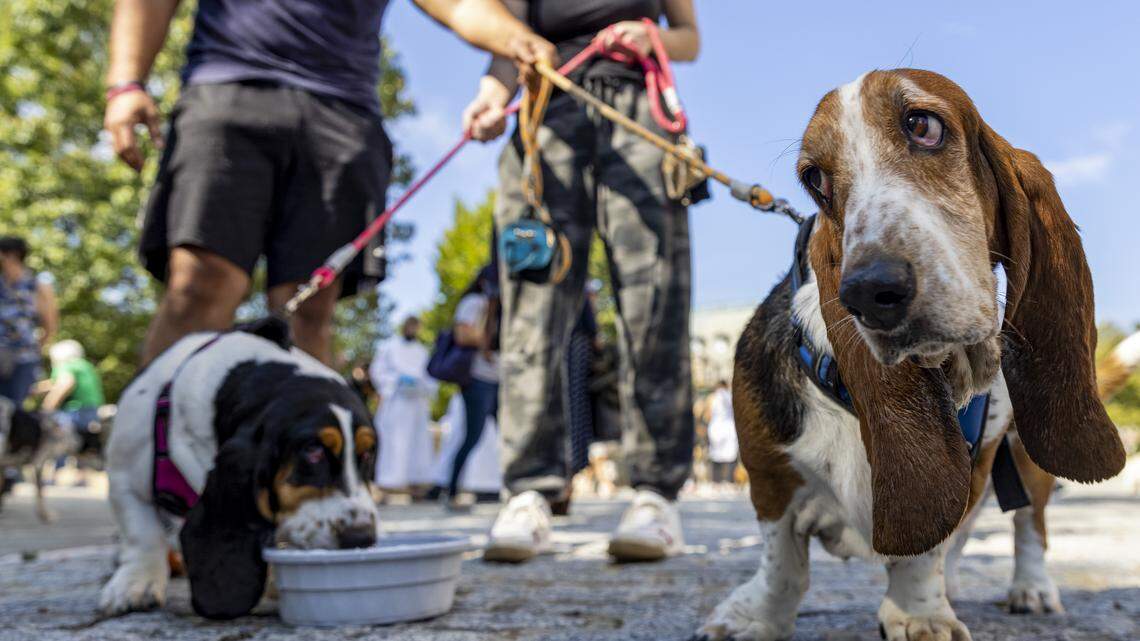 WASHINGTON, DC - OCTOBER 03: People bring out their dogs, cats, and pets to be blessed at the Washington National Cathedral on October 03, 2021 in Washington, DC. IIn honor of St. Francis of Assisi, patron saint of animals, Christians celebrate by blessing animals and praying. (Photo by Tasos Katopodis/Getty Images)