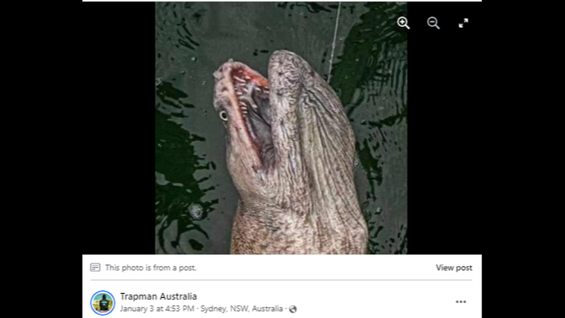This eel-like creature caught in water off southeast Australia has created a stir after photos are shared on Facebook by professional angler Trapman Australia.