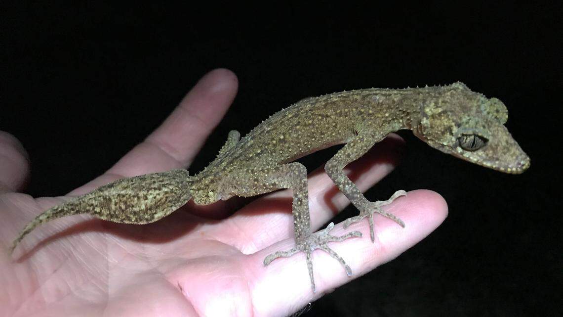 Scientists in Australia, Burundi, India, Uganda and Vietnam found cryptic lizards hiding in different habitats and discovered five new species of gecko.