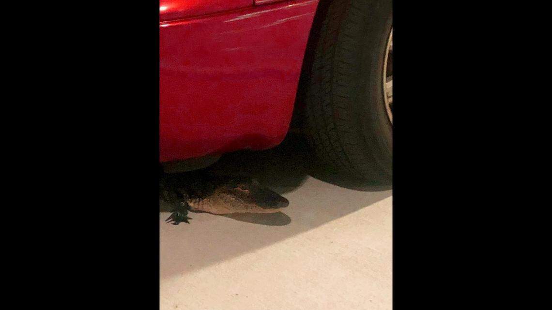 On Sunday, July 24, one of Florida’s alligators was found in a parking garage at that the Pinellas County Sheriff’s Office Administration Building in Largo.