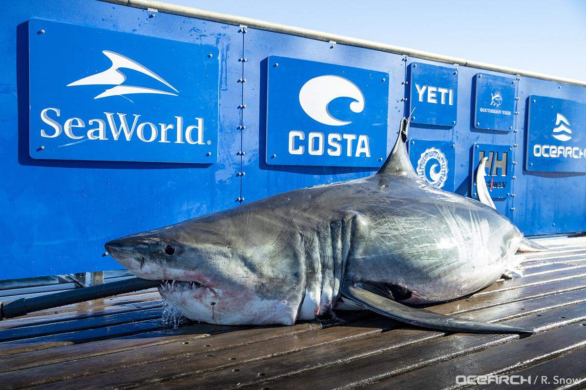 Ferg is an adult male great white shark weighing in at 874 pounds and 11 feet 8 inches long.