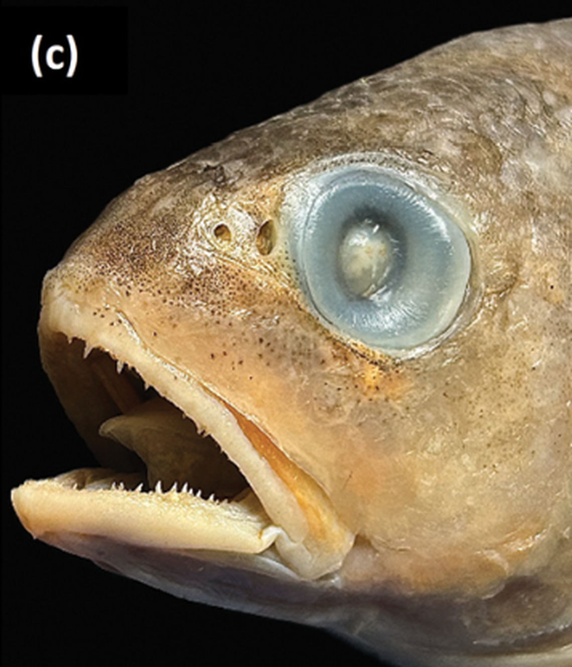 The “enlarged teeth” of the fish made it stand out from other related species.