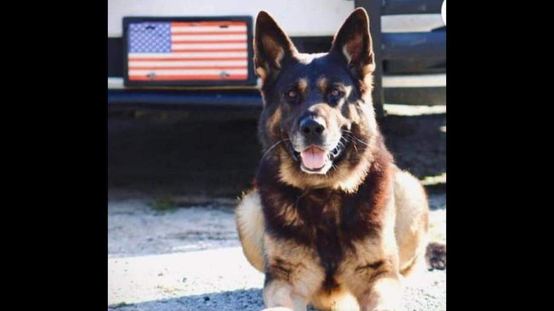 K9 officer Archer died at a Gainesville, Florida, animal hospital after suffering a “heat episode” while tracking a suspect, Madison County Sheriff David Harper says.