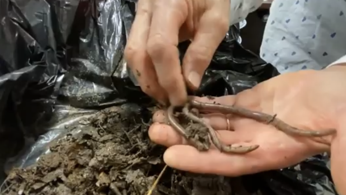 Invasive jumping worms from Asia are spreading across the United States, including in New York. They live in the top few inches of soil and can cause damage.