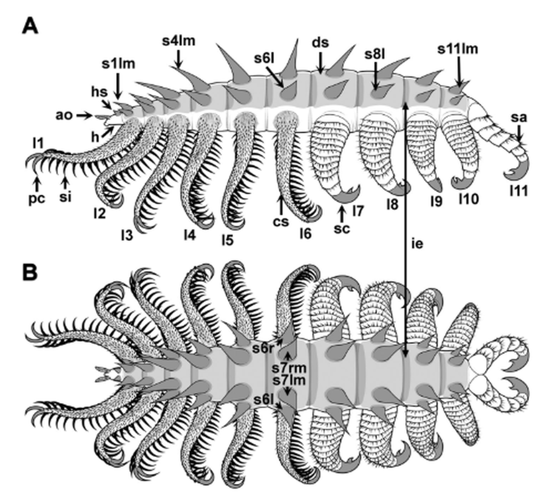 Some of the appendages were long and slender, while others were stout with a claw-like end.