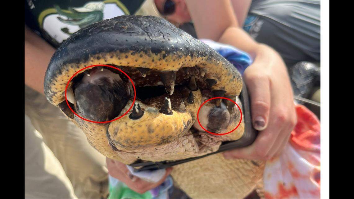 Areas circled in red are where the jaw was broken and remain attached via the skin under his jaw and tongue, the UGA Coastal Ecology Lab reports.