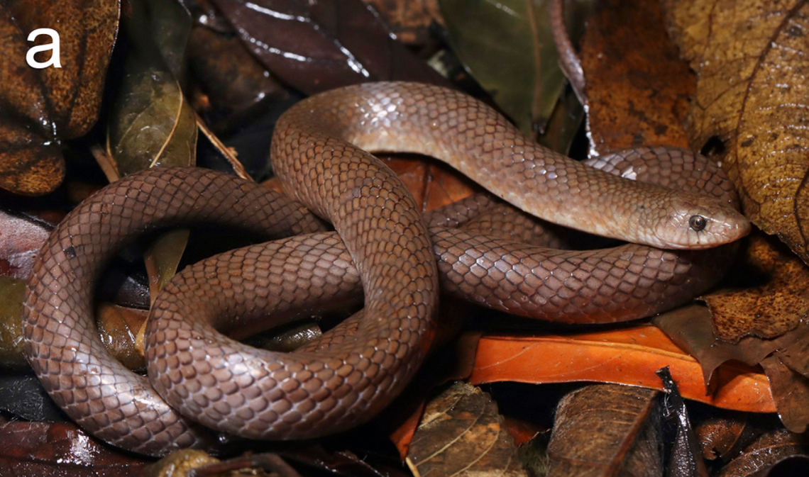 The snakes have “blade-shaped” teeth in the back of their jaw, the researchers said.