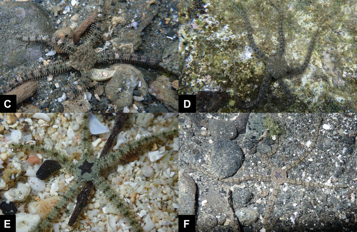 Juveniles have a star-shaped mark on their bodies, and they blend in with their rocky environment.