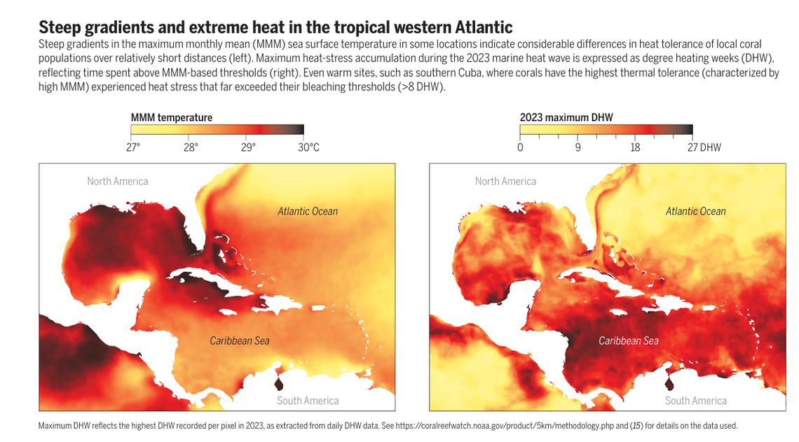 A map showing just how hot it got in the Caribbean during a 2023 marine heat wave. Some hot spots killed off massive amounts of coral, like near Southwest Cuba, while in other spots, corals survived.