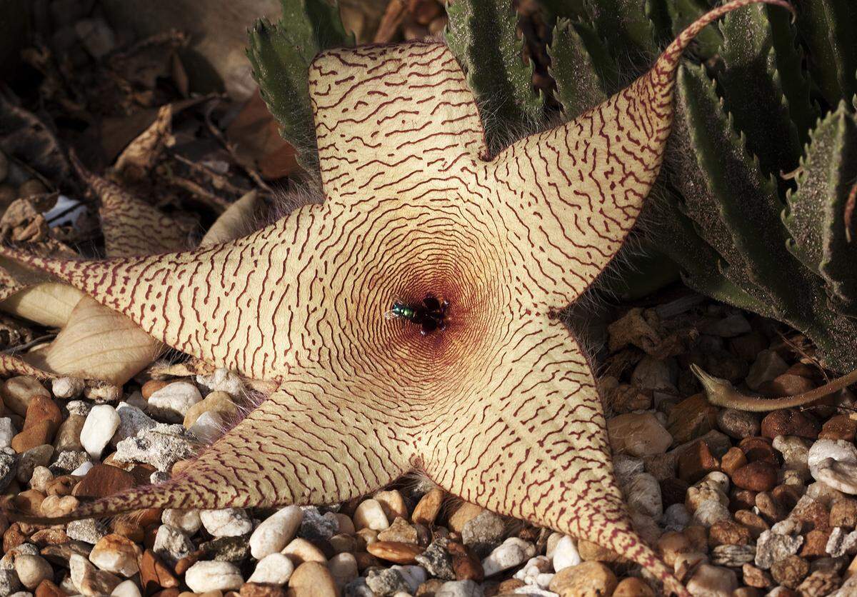 Stapelia look like starfish and smell like decayed meat.