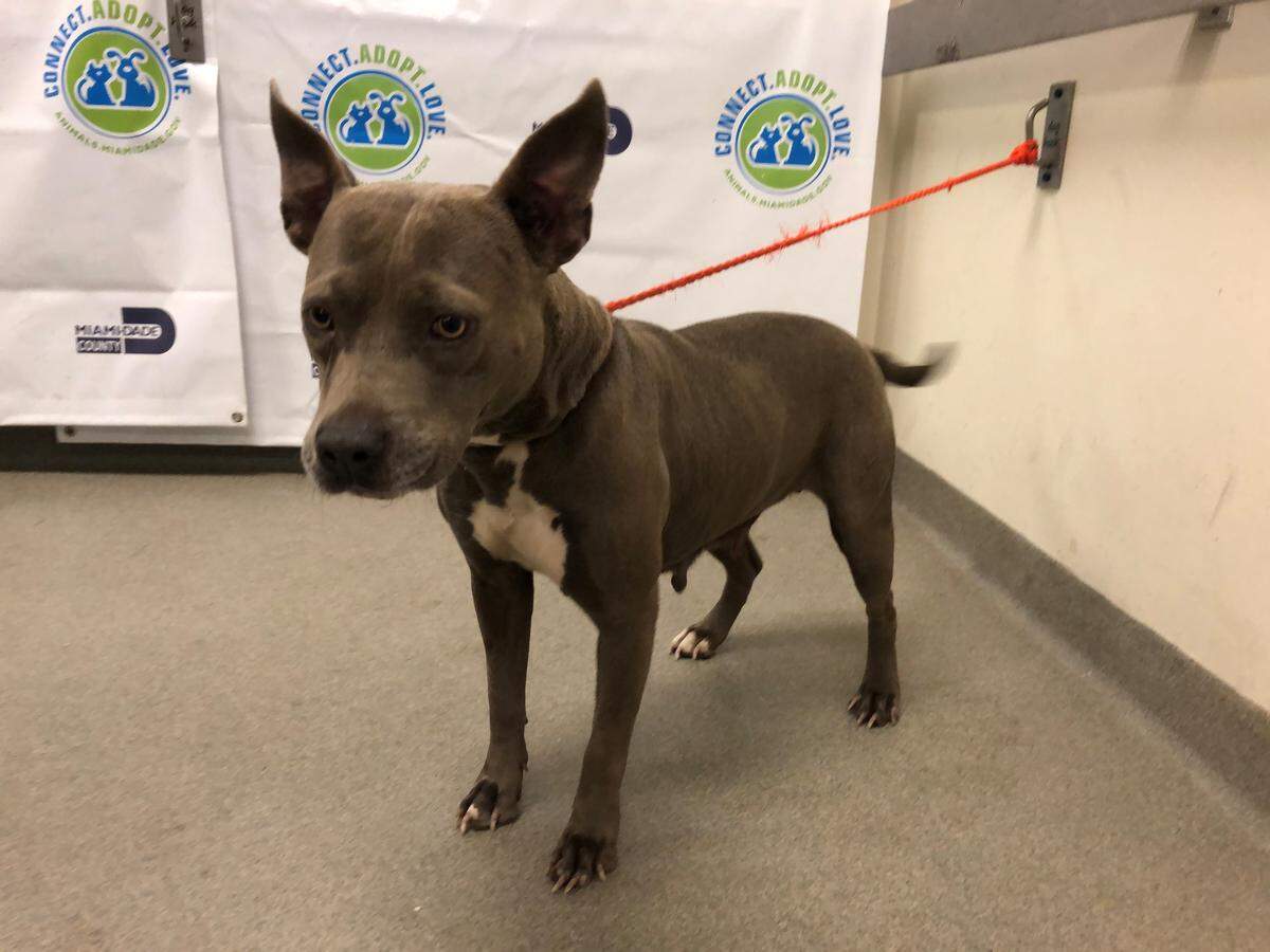Pictured is one of more than 30 dogs and puppies rescued from a Northwest Miami-Dade home April 30, 2019. Some of the dogs will soon be up for adoption through the Miami-Dade Animal Services.
