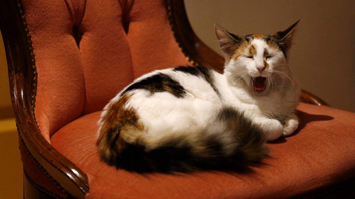 A new study shows domestic cats prefer to eat from a tray of exposed food rather than work their way through a simple puzzle to access their meal, contrary to the behavior of most species. 