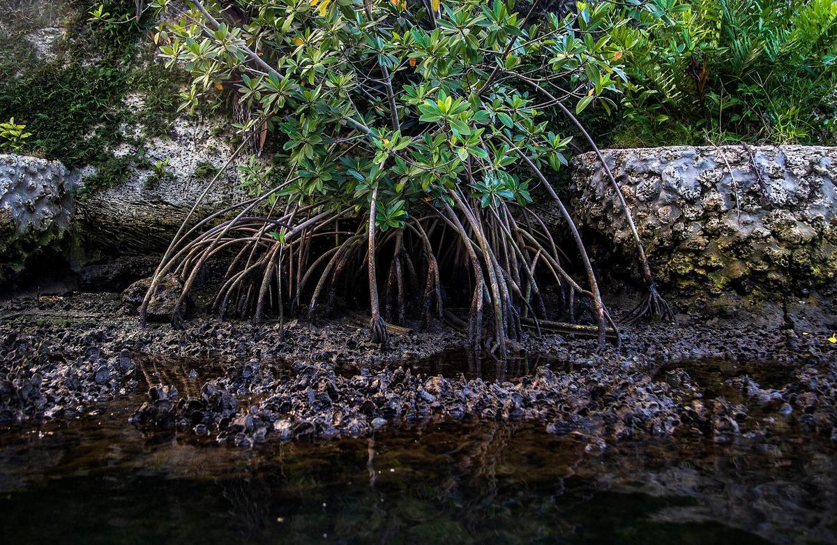 View of a Mangrove living seawall, seen in the Coral Gables waterways during a kayak tour with Alberto “Tico” Aran, Founder of the Watershed Action Lab, who lead the Native Oyster Restoration Project to Biscayne Bay to improve the quality of the water entering Biscayne Bay as a tool to mitigate algal blooms on Friday October 8, 2021