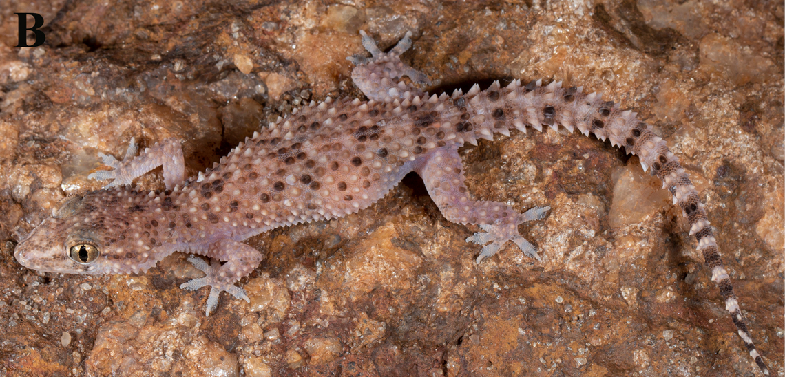 A female quartzite brookiish gecko or Hemidactylus quartziticolus.